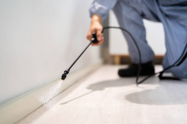 Bed Bug Pre-Treatment Preparation Assessment in North Kensington