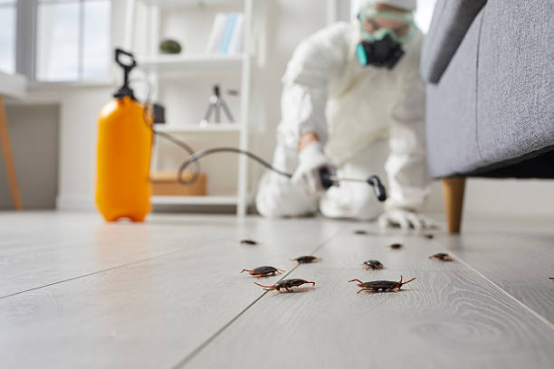 Post-Treatment Bed Bug Interceptor Monitoring in North Kensington